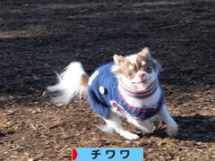 にほんブログ村 犬ブログ チワワへ
