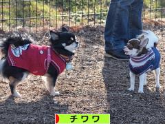 にほんブログ村 犬ブログ チワワへ