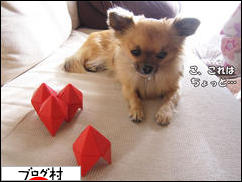 にほんブログ村 犬ブログ チワワへ