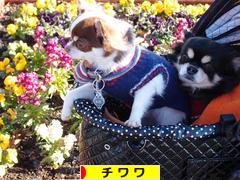 にほんブログ村 犬ブログ チワワへ