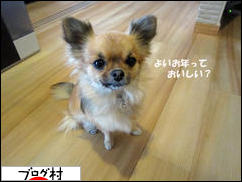 にほんブログ村 犬ブログ チワワへ