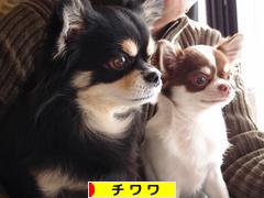 にほんブログ村 犬ブログ チワワへ