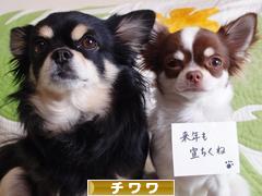 にほんブログ村 犬ブログ チワワへ