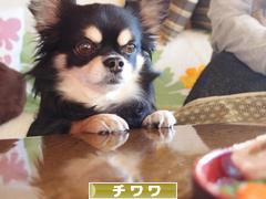 にほんブログ村 犬ブログ チワワへ