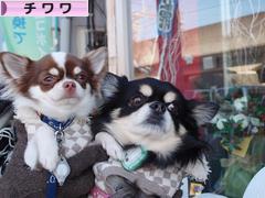 にほんブログ村 犬ブログ チワワへ