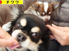 にほんブログ村 犬ブログ チワワへ