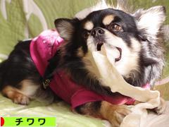 にほんブログ村 犬ブログ チワワへ