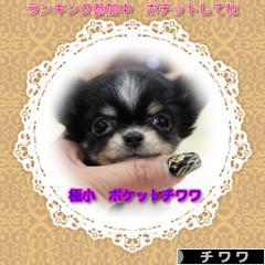にほんブログ村 犬ブログ チワワへ