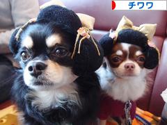 にほんブログ村 犬ブログ チワワへ