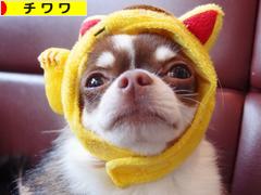 にほんブログ村 犬ブログ チワワへ