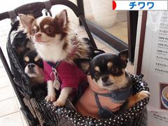 にほんブログ村 犬ブログ チワワへ
