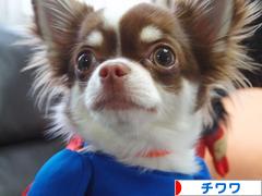 にほんブログ村 犬ブログ チワワへ