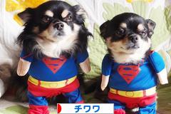 にほんブログ村 犬ブログ チワワへ