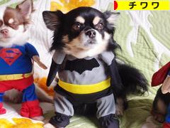 にほんブログ村 犬ブログ チワワへ