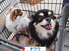 にほんブログ村 犬ブログ チワワへ