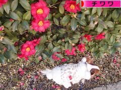 にほんブログ村 犬ブログ チワワへ