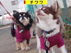 にほんブログ村 犬ブログ チワワへ