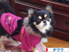 にほんブログ村 犬ブログ チワワへ