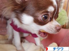 にほんブログ村 犬ブログ チワワへ