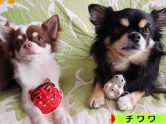 にほんブログ村 犬ブログ チワワへ