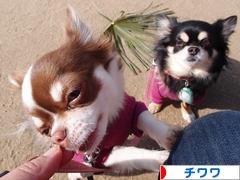 にほんブログ村 犬ブログ チワワへ
