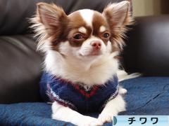 にほんブログ村 犬ブログ チワワへ