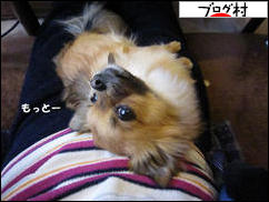 にほんブログ村 犬ブログ チワワへ