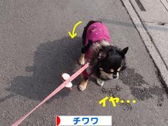 にほんブログ村 犬ブログ チワワへ