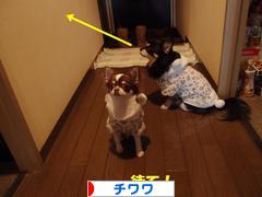 にほんブログ村 犬ブログ チワワへ