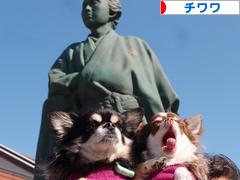にほんブログ村 犬ブログ チワワへ