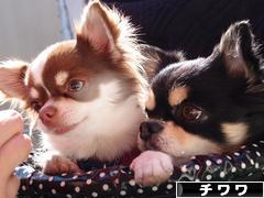 にほんブログ村 犬ブログ チワワへ