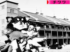 にほんブログ村 犬ブログ チワワへ