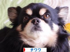にほんブログ村 犬ブログ チワワへ