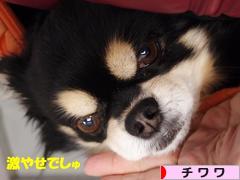 にほんブログ村 犬ブログ チワワへ