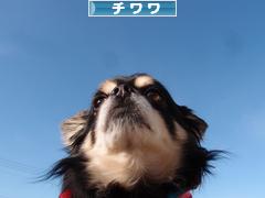 にほんブログ村 犬ブログ チワワへ