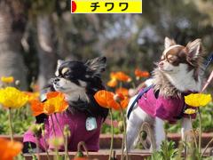 にほんブログ村 犬ブログ チワワへ