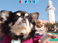 にほんブログ村 犬ブログ チワワへ