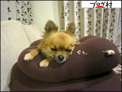 にほんブログ村 犬ブログ チワワへ