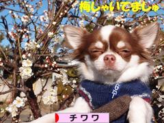 にほんブログ村 犬ブログ チワワへ