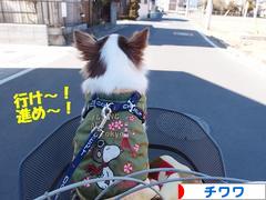 にほんブログ村 犬ブログ チワワへ