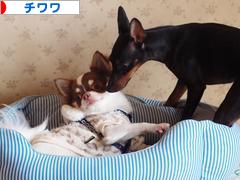にほんブログ村 犬ブログ チワワへ