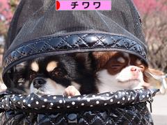 にほんブログ村 犬ブログ チワワへ