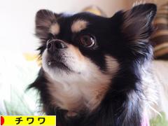 にほんブログ村 犬ブログ チワワへ