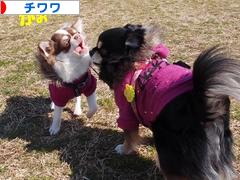 にほんブログ村 犬ブログ チワワへ