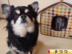 にほんブログ村 犬ブログ チワワへ