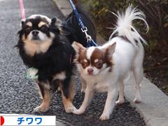にほんブログ村 犬ブログ チワワへ