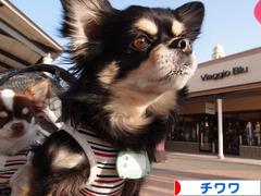 にほんブログ村 犬ブログ チワワへ