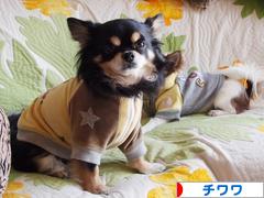 にほんブログ村 犬ブログ チワワへ