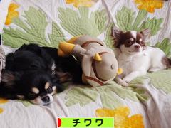 にほんブログ村 犬ブログ チワワへ