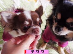 にほんブログ村 犬ブログ チワワへ